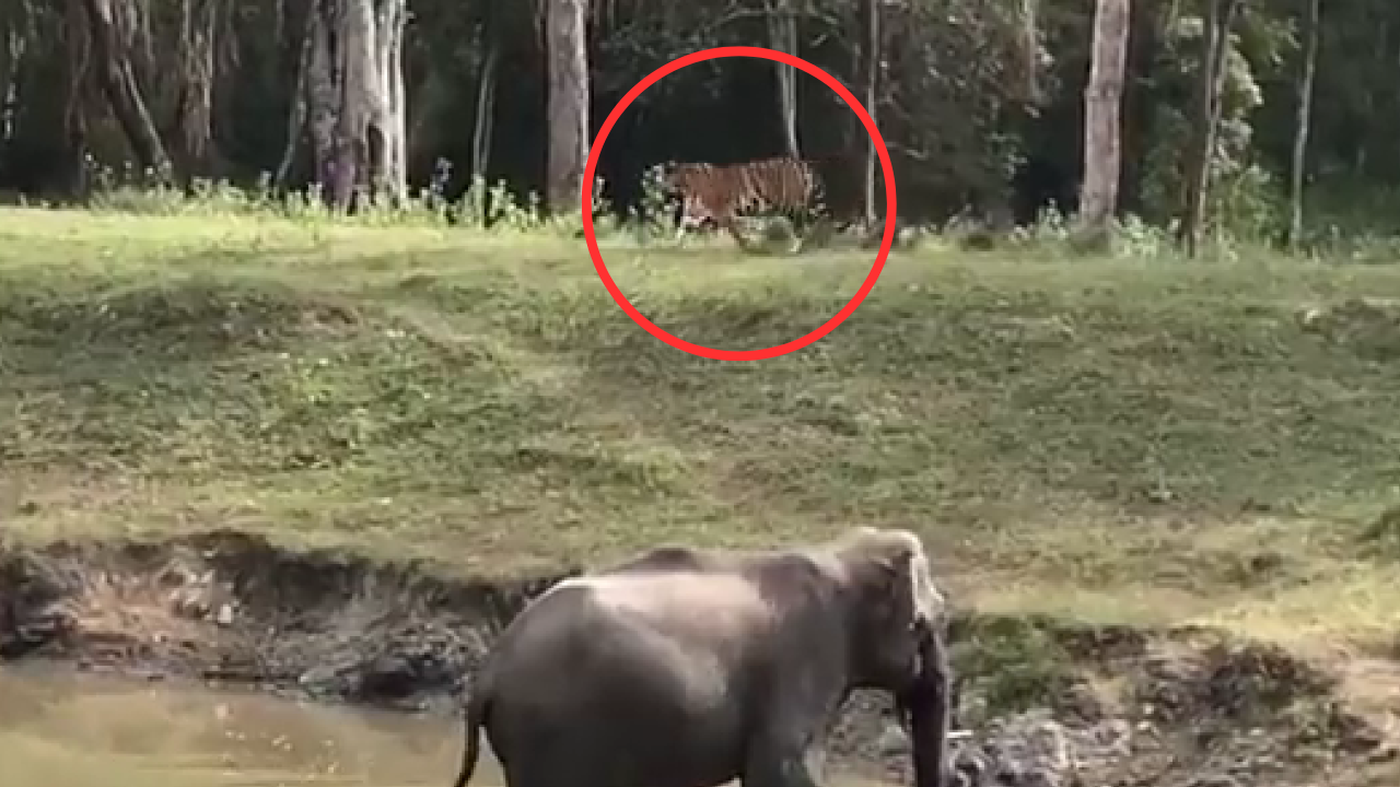 Elephant shows tiger who's boss
